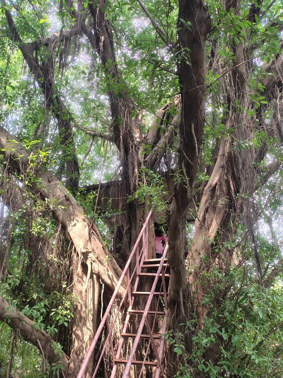 Exploring a tree house during a field visit